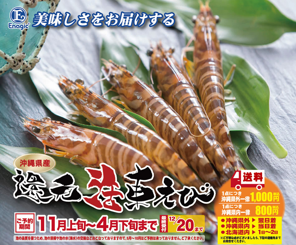 沖縄県産　還元活車えび