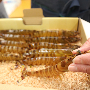 ⑤ 還元活き車海老 特大 500g