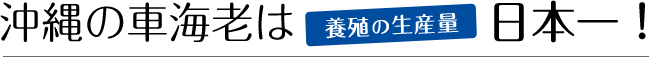 沖縄は車えびの生産量が日本一